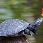 Butterfly Turtle