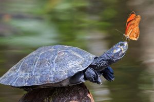 Butterfly Turtle