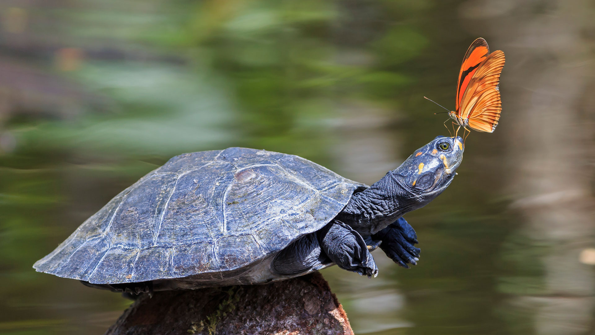 https://www.bwallpaperhd.com/wp-content/uploads/2025/05/ButterflyTurtle.jpg