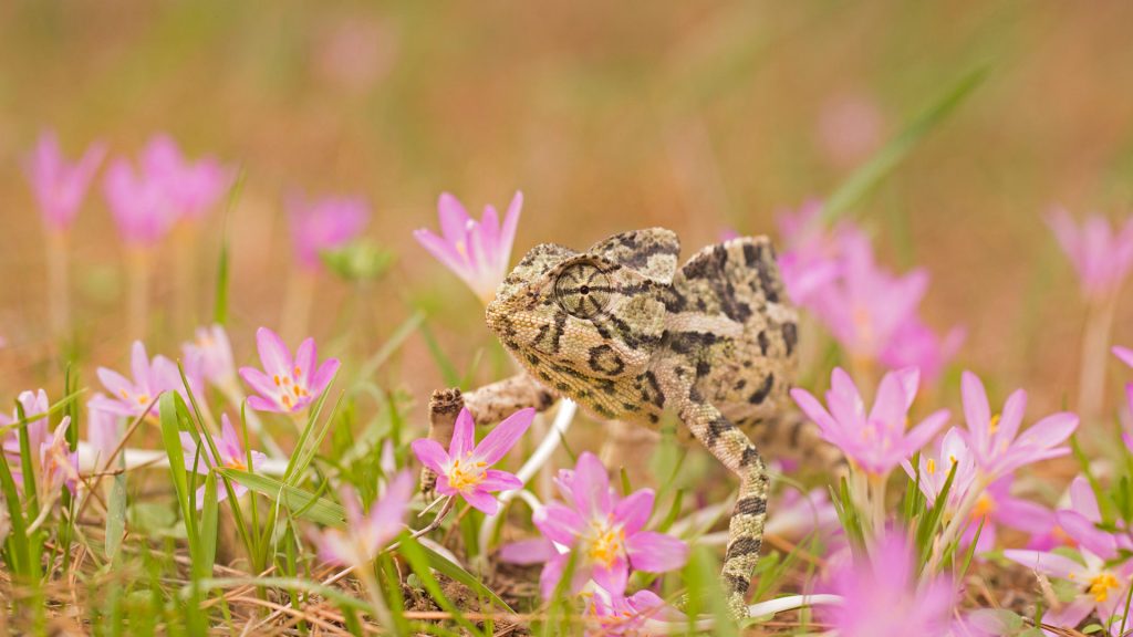 Cute Chameleon