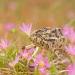 Cute Chameleon
