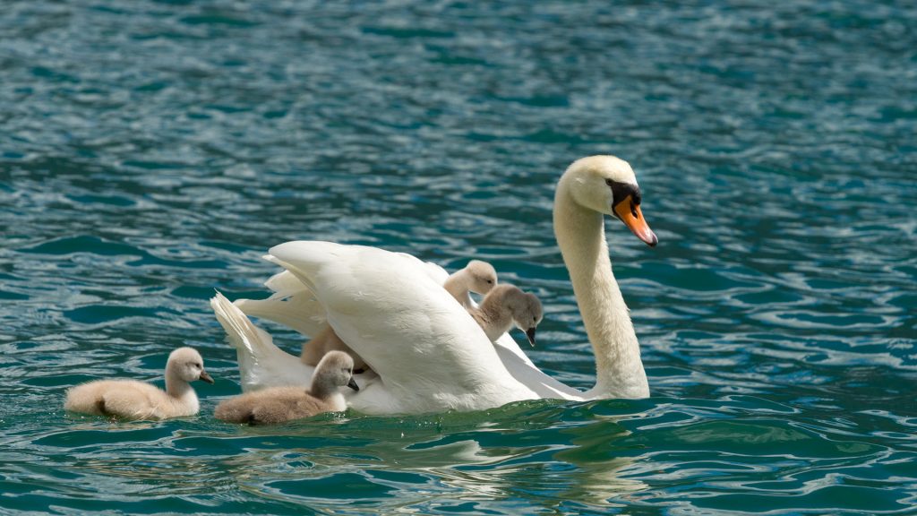 Festa Della Mamma Cigni