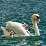 Festa Della Mamma Cigni
