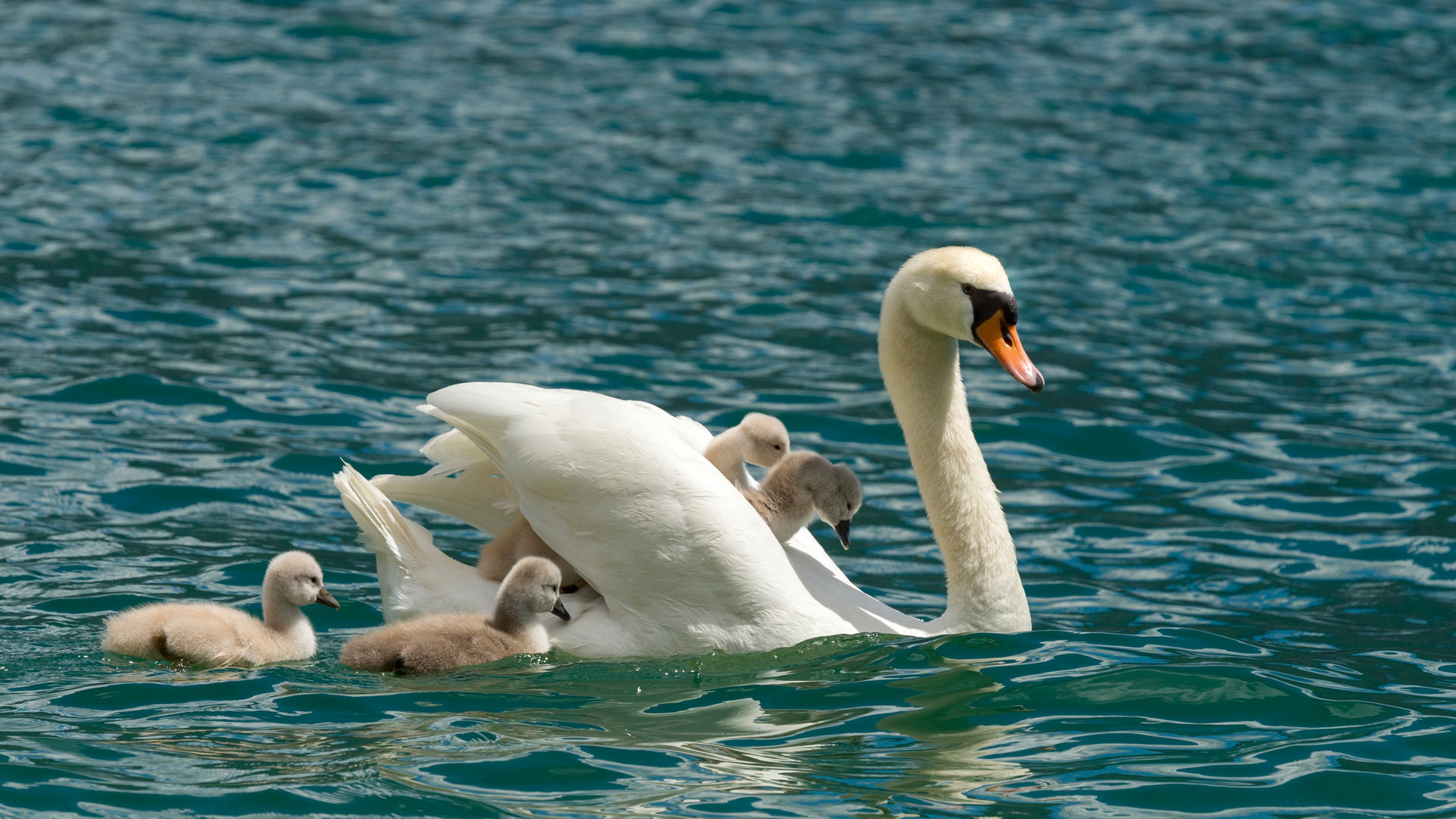 https://www.bwallpaperhd.com/wp-content/uploads/2025/05/FestaDellaMammaCigni.jpg