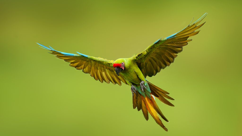 Green Macaw