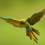 Green Macaw