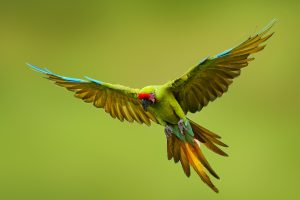 Green Macaw