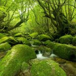 Greenery Day2025