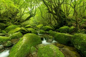 Greenery Day 2025