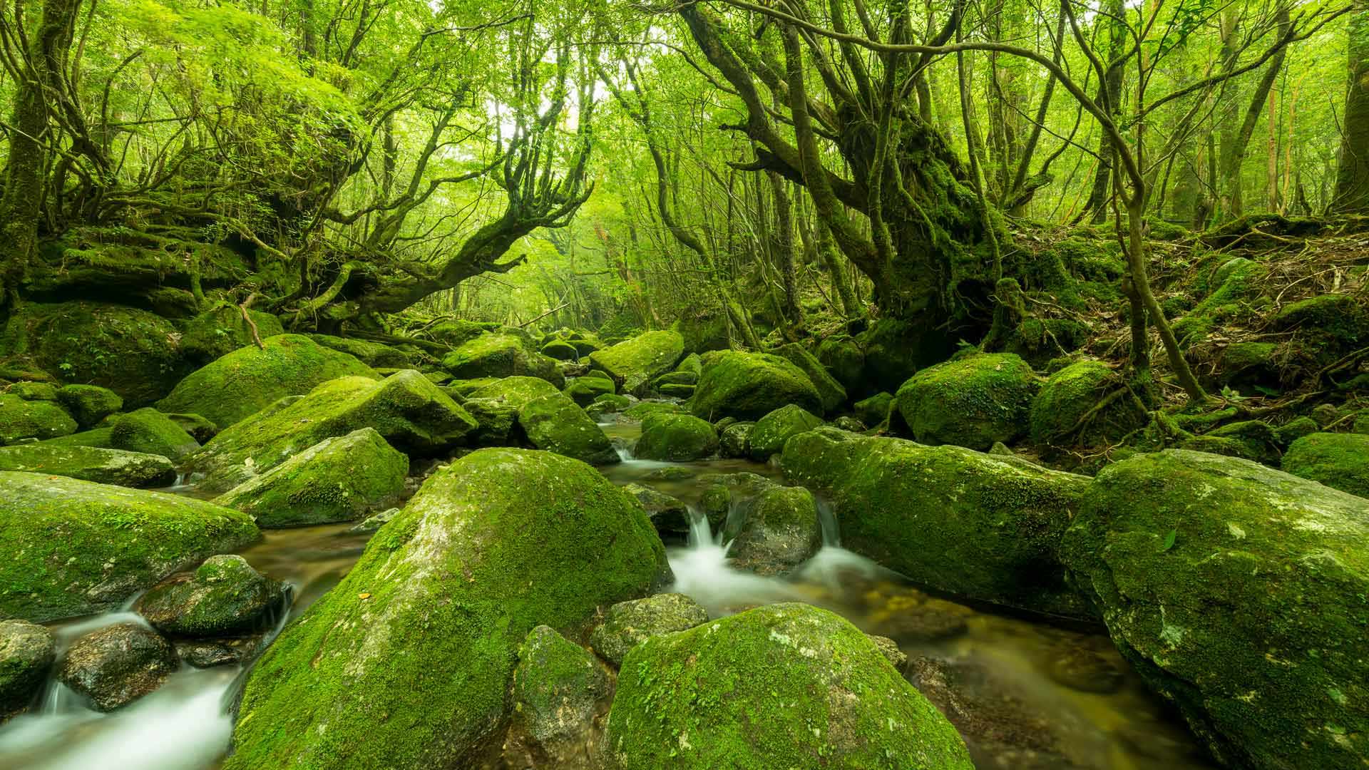 Greenery Day 2025