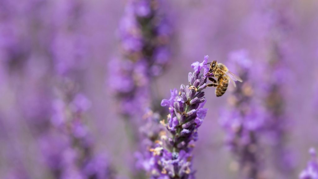 Honey Bee Lavender