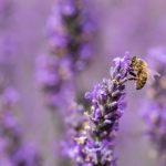 Honey Bee Lavender