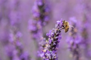 Honey Bee Lavender