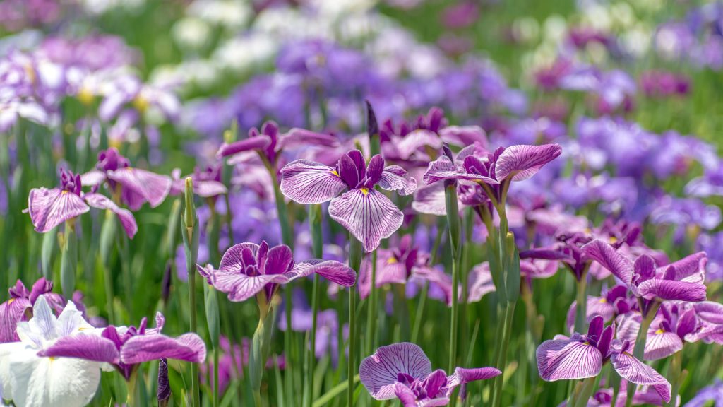 Iris Garden