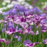 Iris Garden
