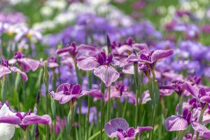 Iris Garden