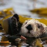 Kelp Otter