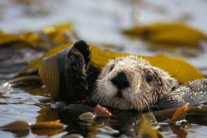 Kelp Otter