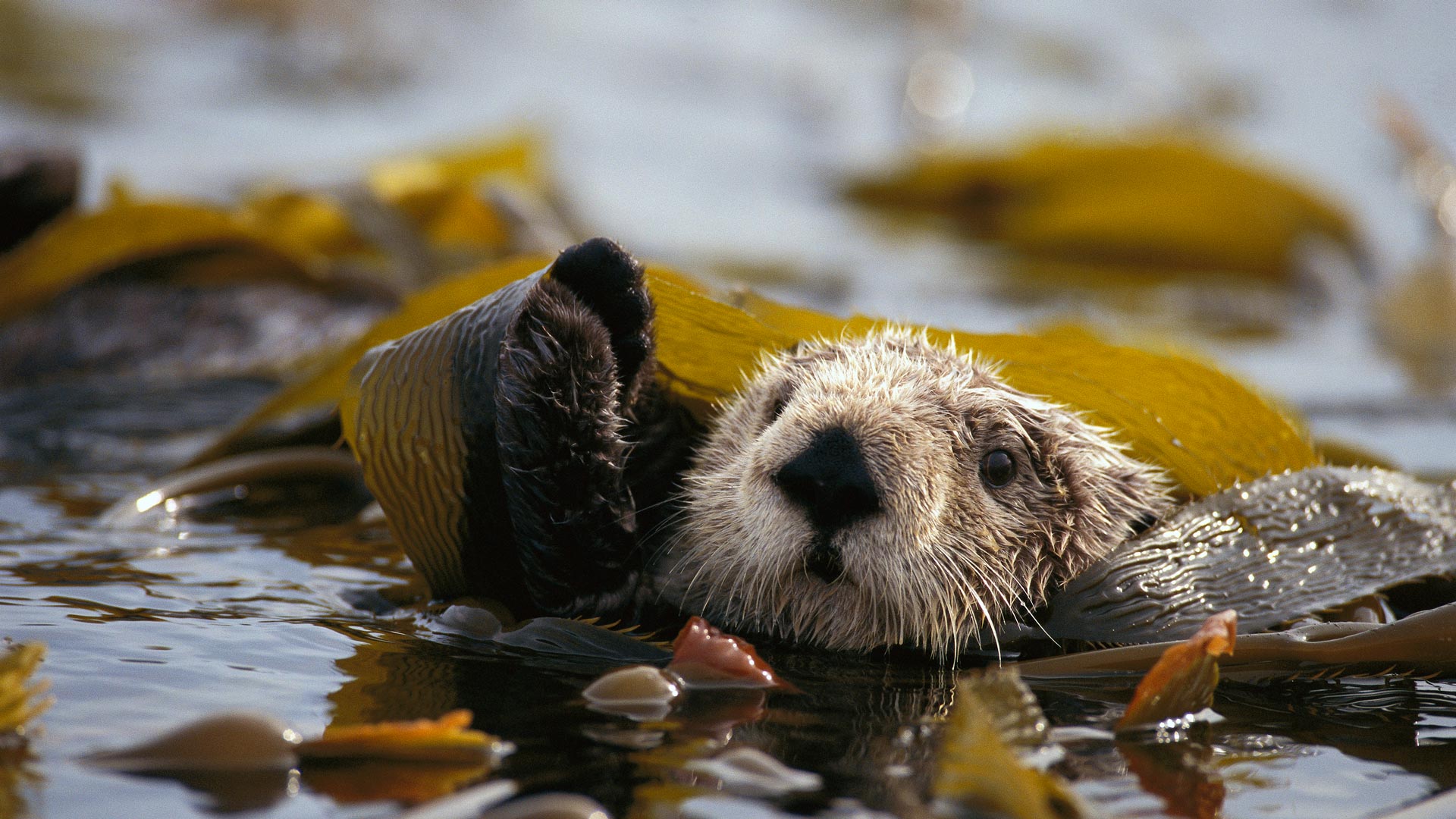 Kelp Otter