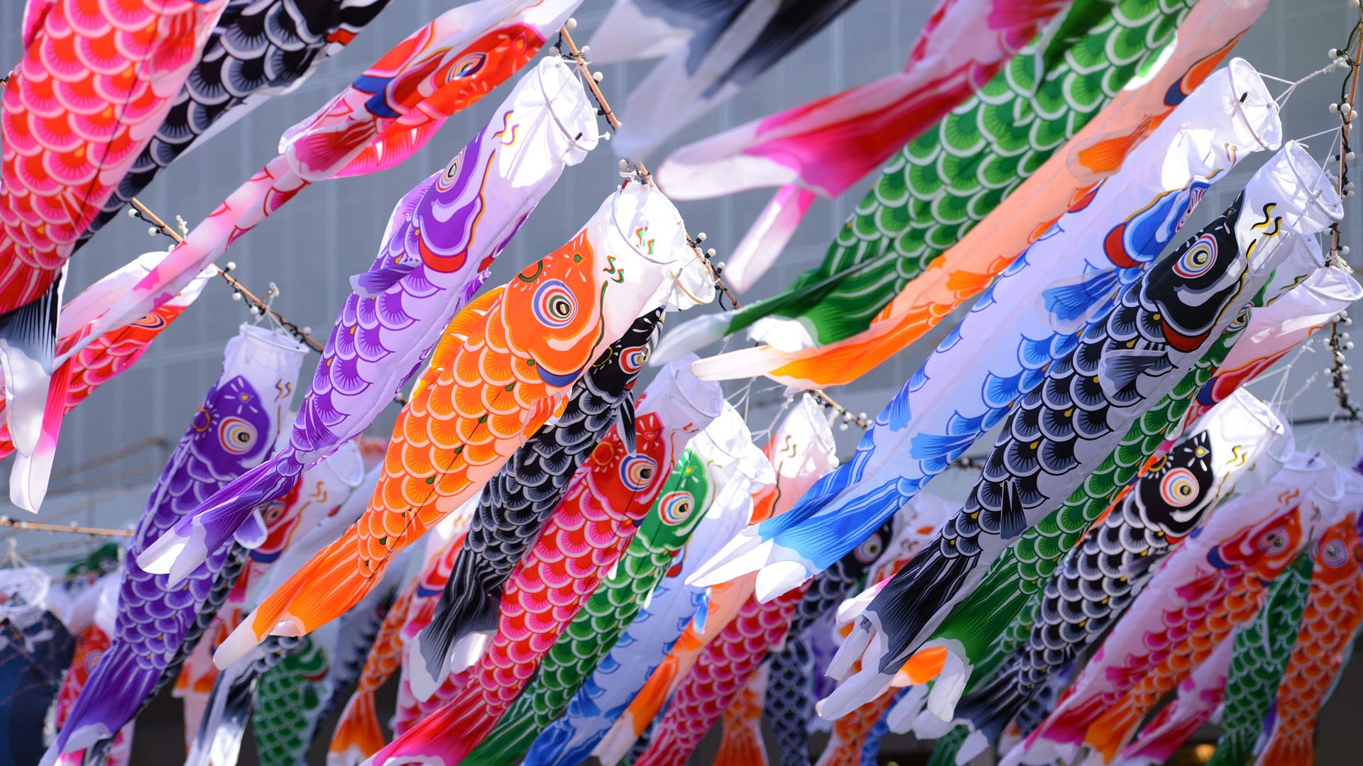 Koinobori 2025