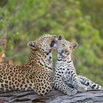 Leopard Mother