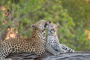 Leopard Mother