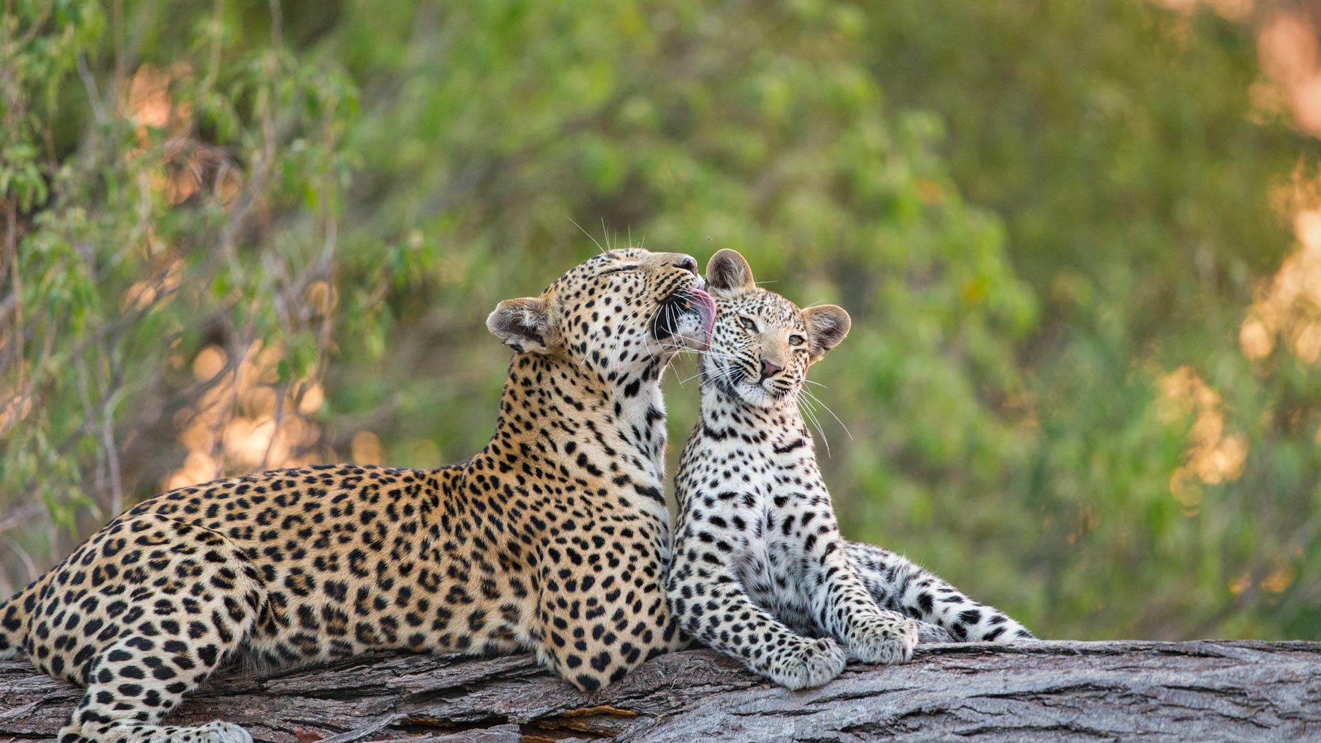 https://www.bwallpaperhd.com/wp-content/uploads/2025/05/LeopardMother.jpg