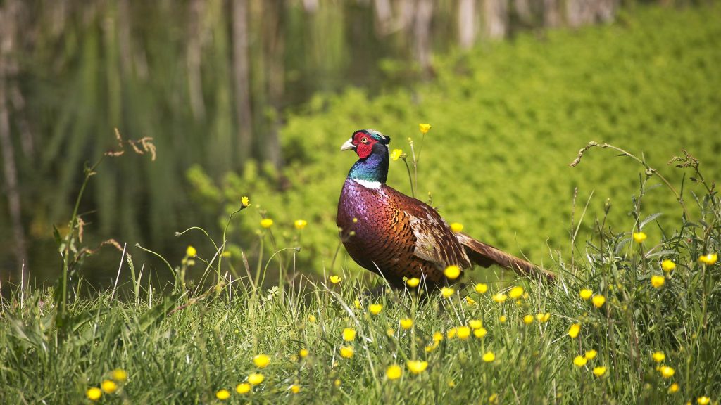 Pheasant