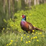 Pheasant