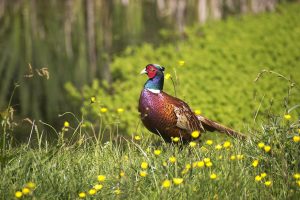 Pheasant