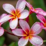 Pink Plumeria