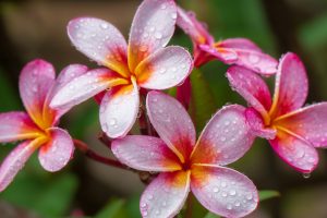 Pink Plumeria