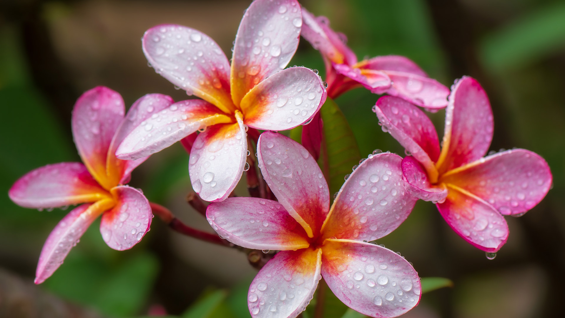 Pink Plumeria