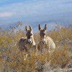 Rhyolite Donkeys