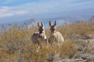 Rhyolite Donkeys