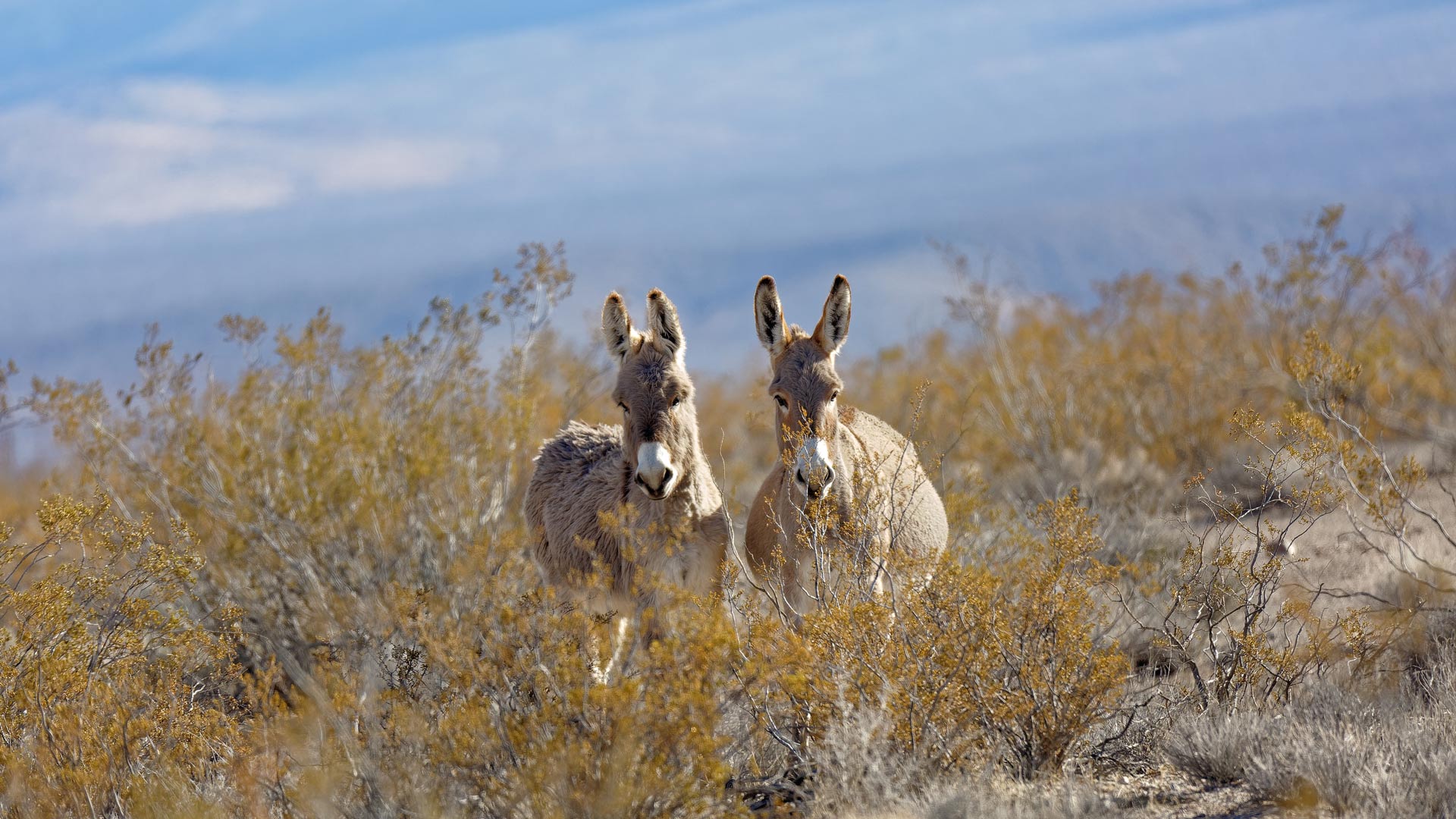 Rhyolite Donkeys