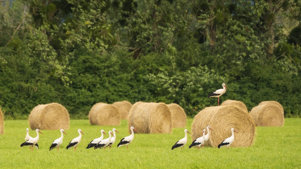 Storks Meadow