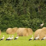 Storks Meadow