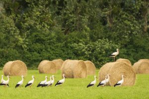 Storks Meadow
