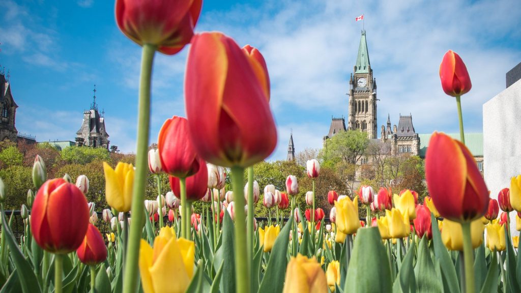 Tulip25 Fest