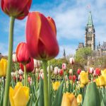 Tulip25 Fest