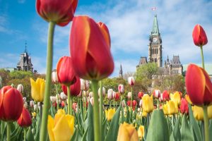 Tulip25 Fest