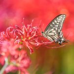 Asian Swallowtail