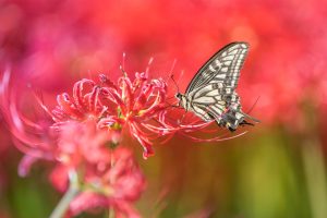 Asian Swallowtail