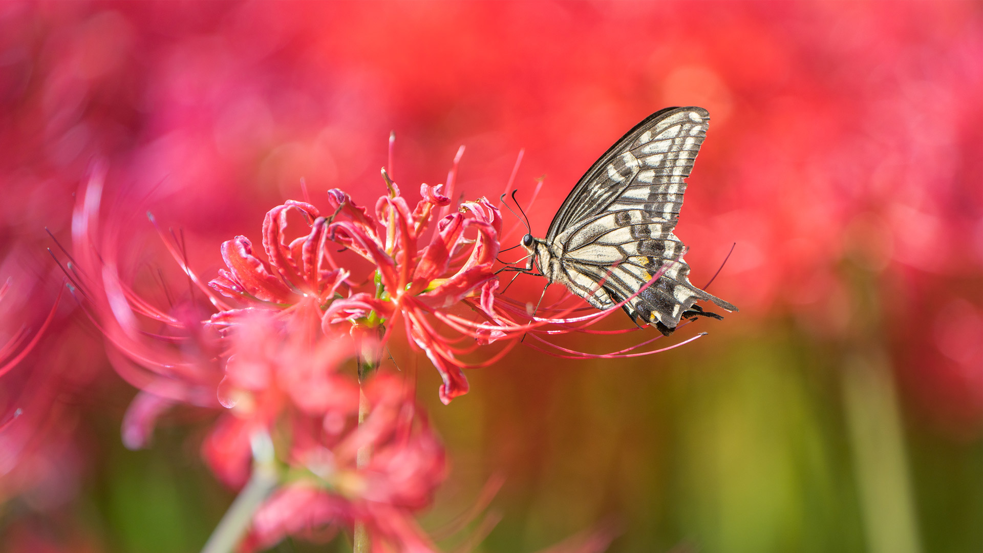 https://www.bwallpaperhd.com/wp-content/uploads/2025/06/AsianSwallowtail.jpg