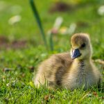 Chick Ahnepark