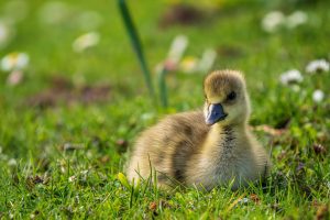 Chick Ahnepark