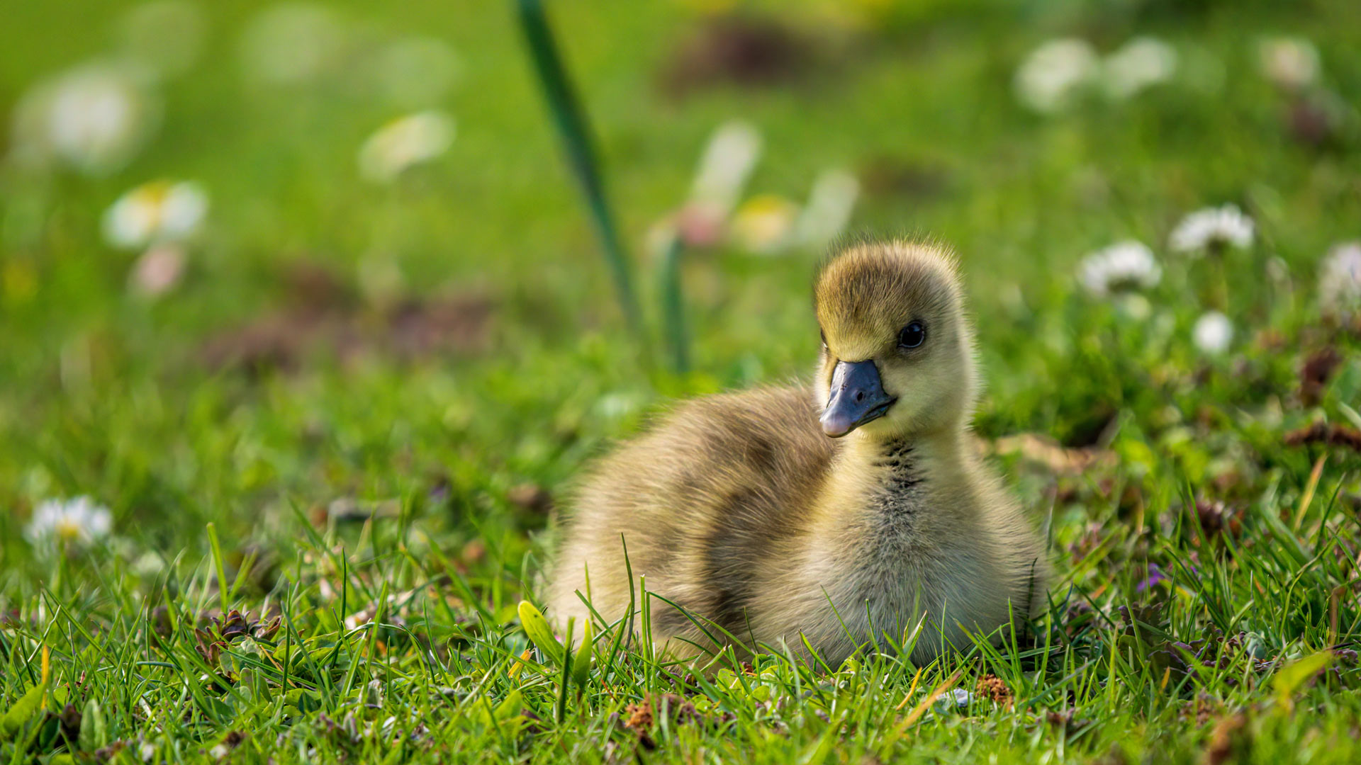 Chick Ahnepark