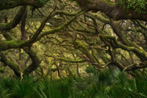 Cumberland Oaks