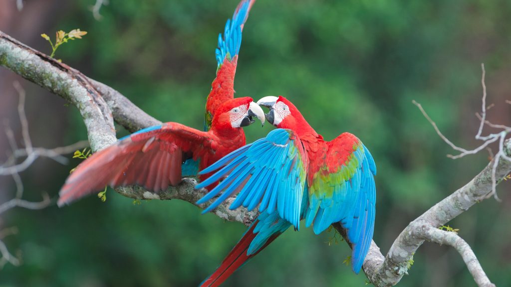 Dia Dos Namorados Macaws